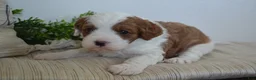 Miniature Poodle dogs for sale: Patches - Ad 3