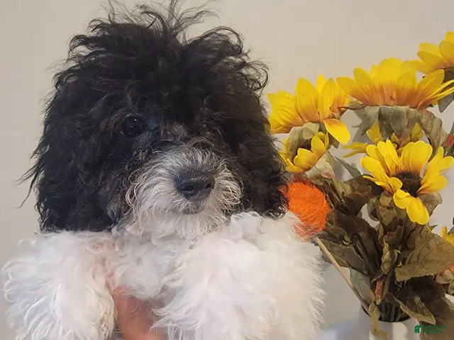 Toy Poodle dogs Toy Poodle 1 - Ad 19