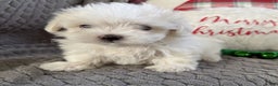 Maltese dogs for sale: Snowflake  - Ad 3