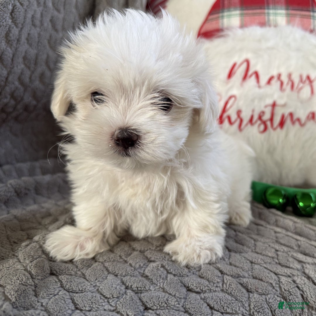 Maltese dogs for sale: Snowflake  - Ad 3
