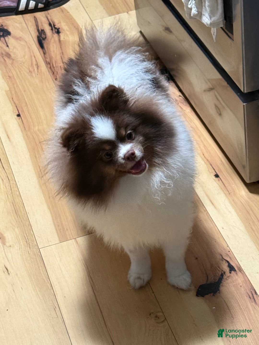 Pomeranian dogs for sale: Pomeranian Puppy 1 - Ad 5