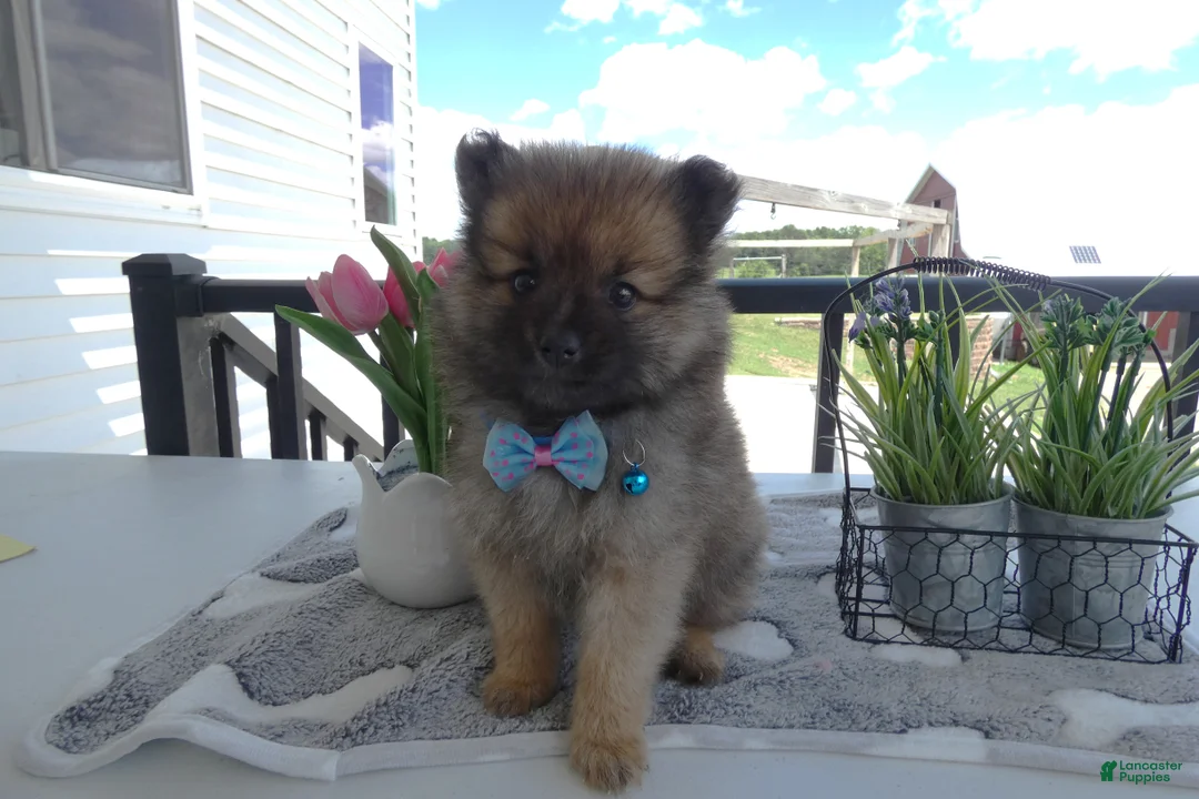 Pomeranian dogs for sale: Pomeranian 1 Sylvester - Ad 2