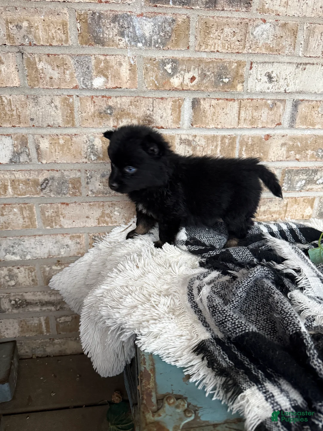 Pomsky dogs for sale: Kylie - Ad 3