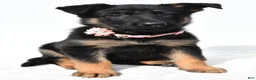 German Shepherd dogs for sale: Lexi - Ad 7