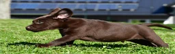 Labrador Retriever dogs for sale: Charles - Ad 4