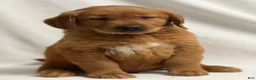 Golden Retriever dogs for sale: Golden Retriever Puppy 3 - Ad 2