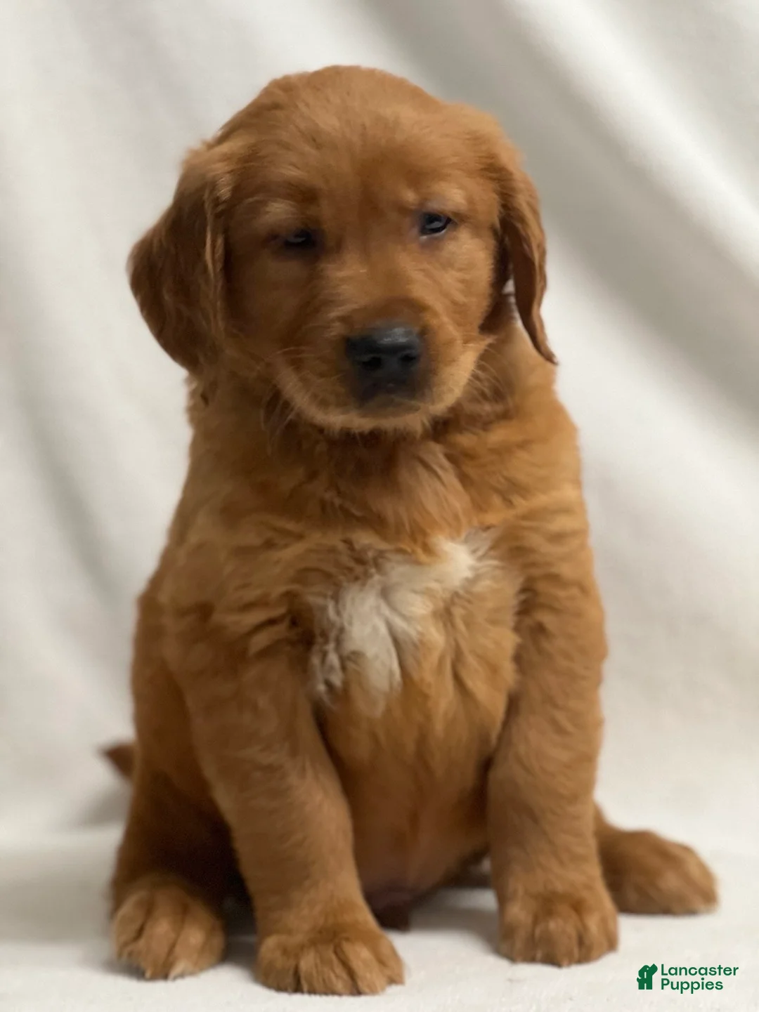 Golden Retriever dogs for sale: Golden Retriever Puppy 3 - Ad 2