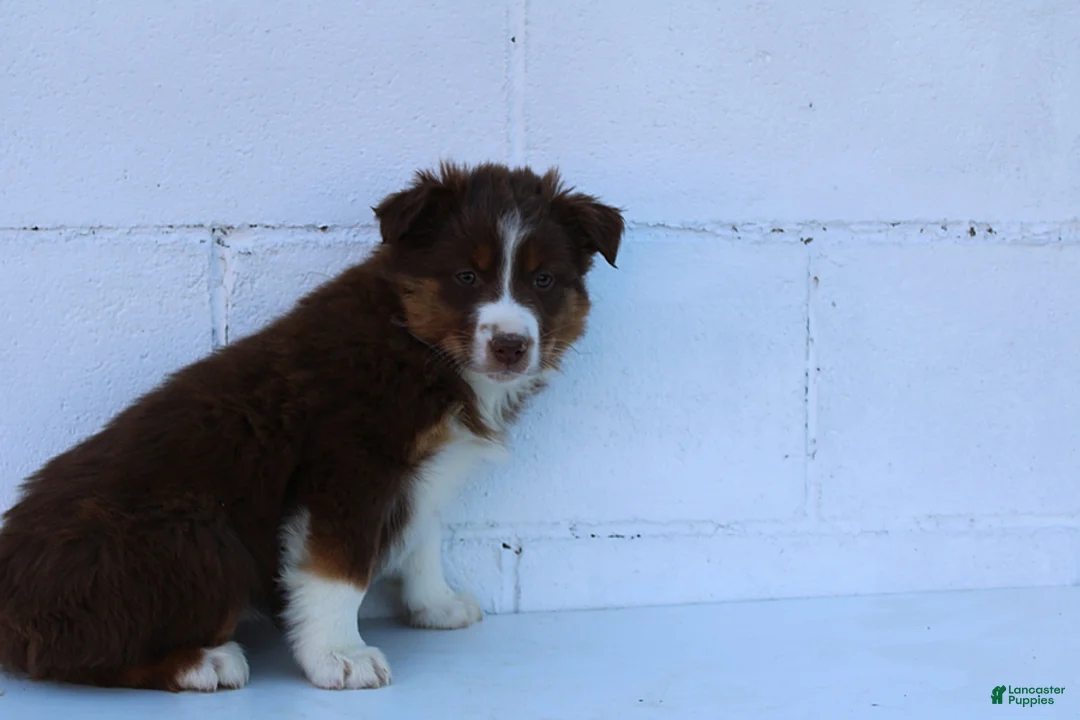 Australian Shepherd dogs for sale: Shyla - Ad 3