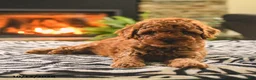 Toy Poodle dogs for sale: Buster - Ad 3