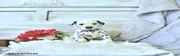 Dalmatian dogs for sale: Pongo - Ad 1
