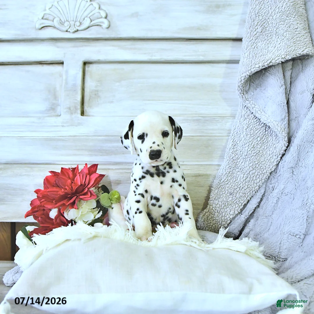 Dalmatian dogs for sale: Pongo - Ad 1