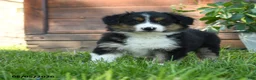Australian Shepherd dogs for sale: Caroline - Ad 1