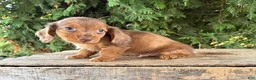 Miniature Dachshund dogs for sale: Bowie - Ad 3