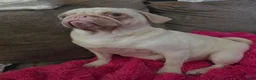 Pug dogs for sale: Enoki - Ad 4