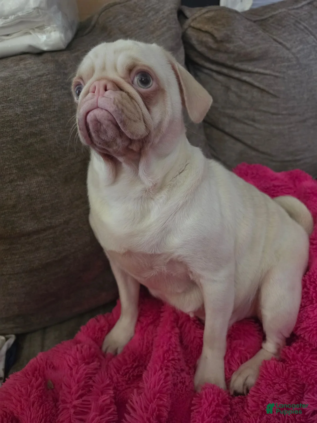 Pug dogs for sale: Enoki - Ad 4