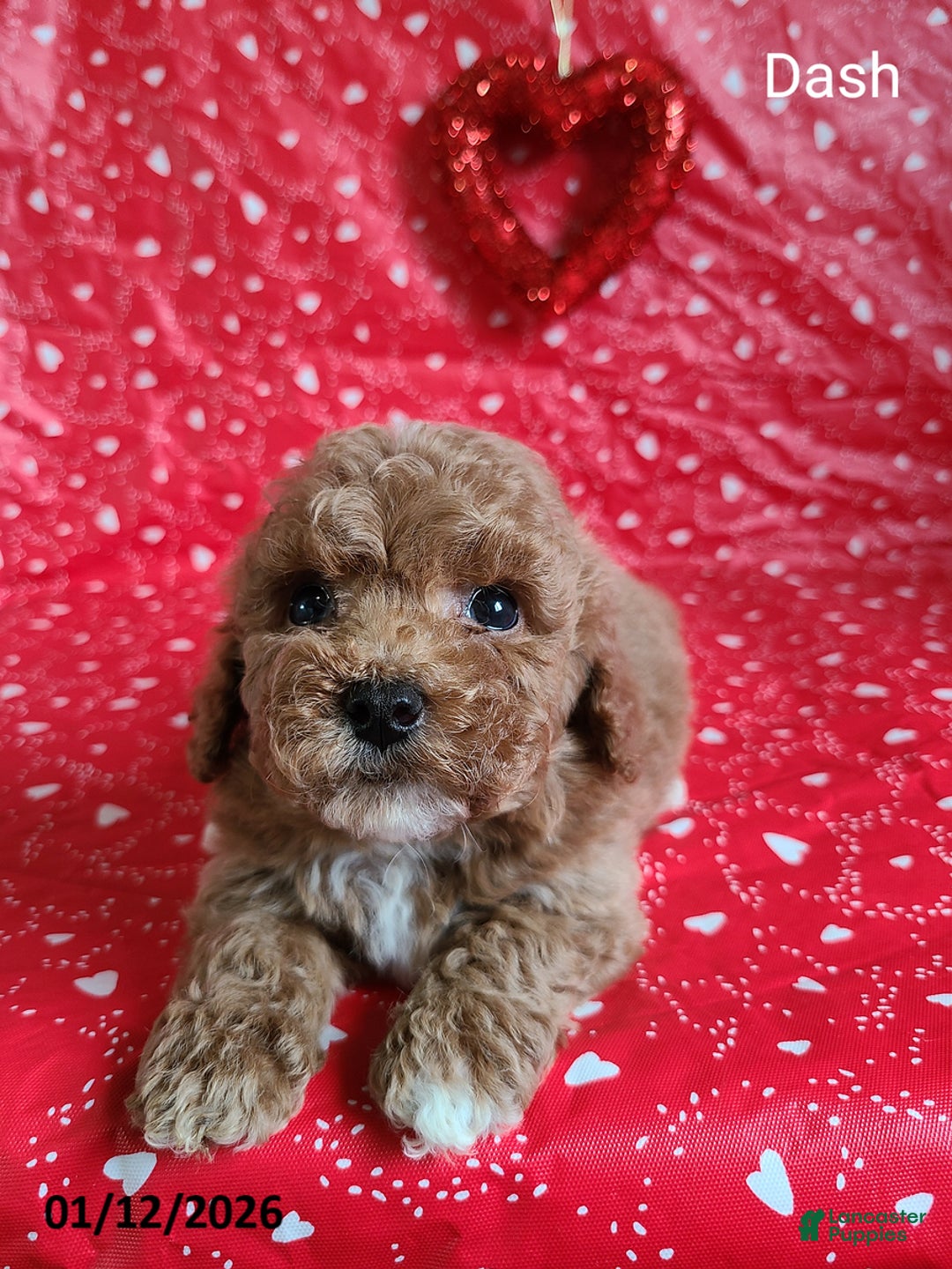 Bichpoo dogs for sale: Dash - Ad 5