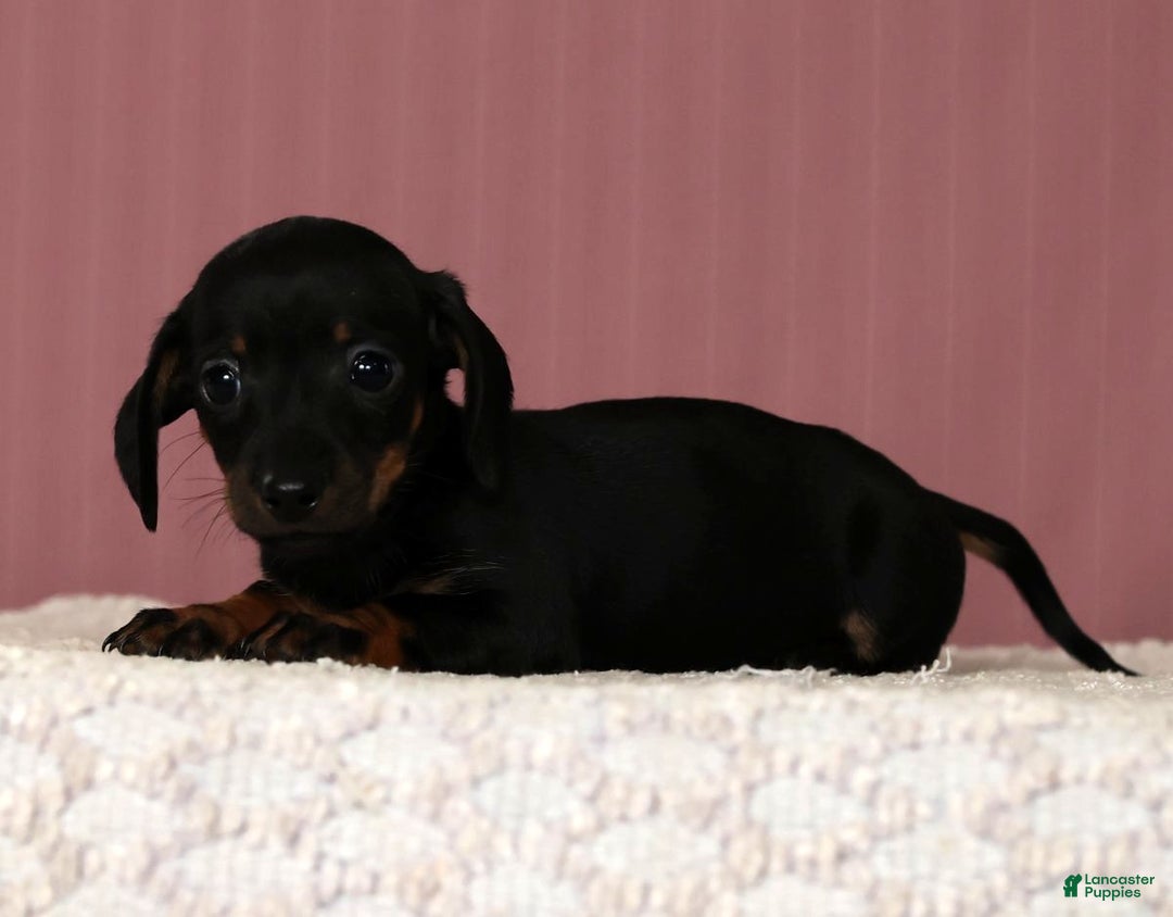 Miniature Dachshund dogs for sale: Kati - Ad 4