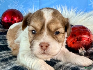 Teddy Bear dogs Joy - Ad 34