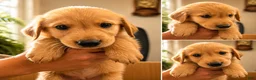Mixed Breed dogs for sale: Mixed Breed 8 - Ad 1