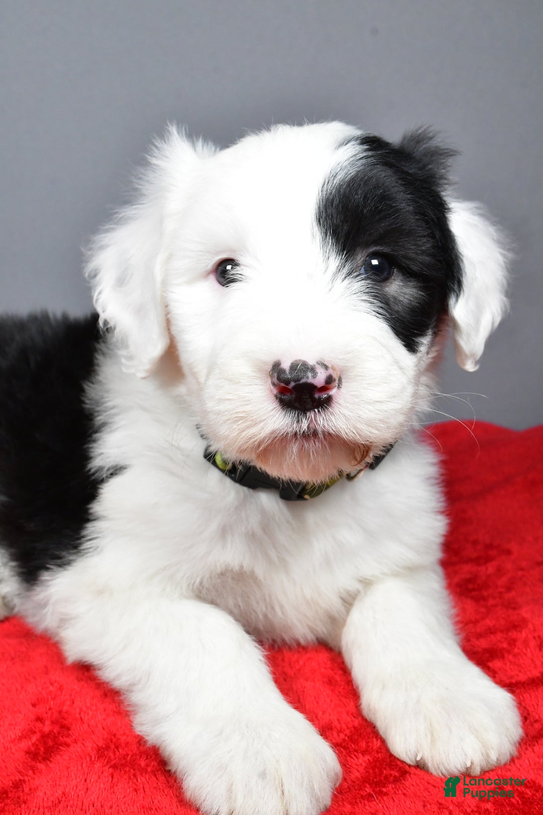 Old English Sheepdog dogs for sale: Crystal  - Ad 11