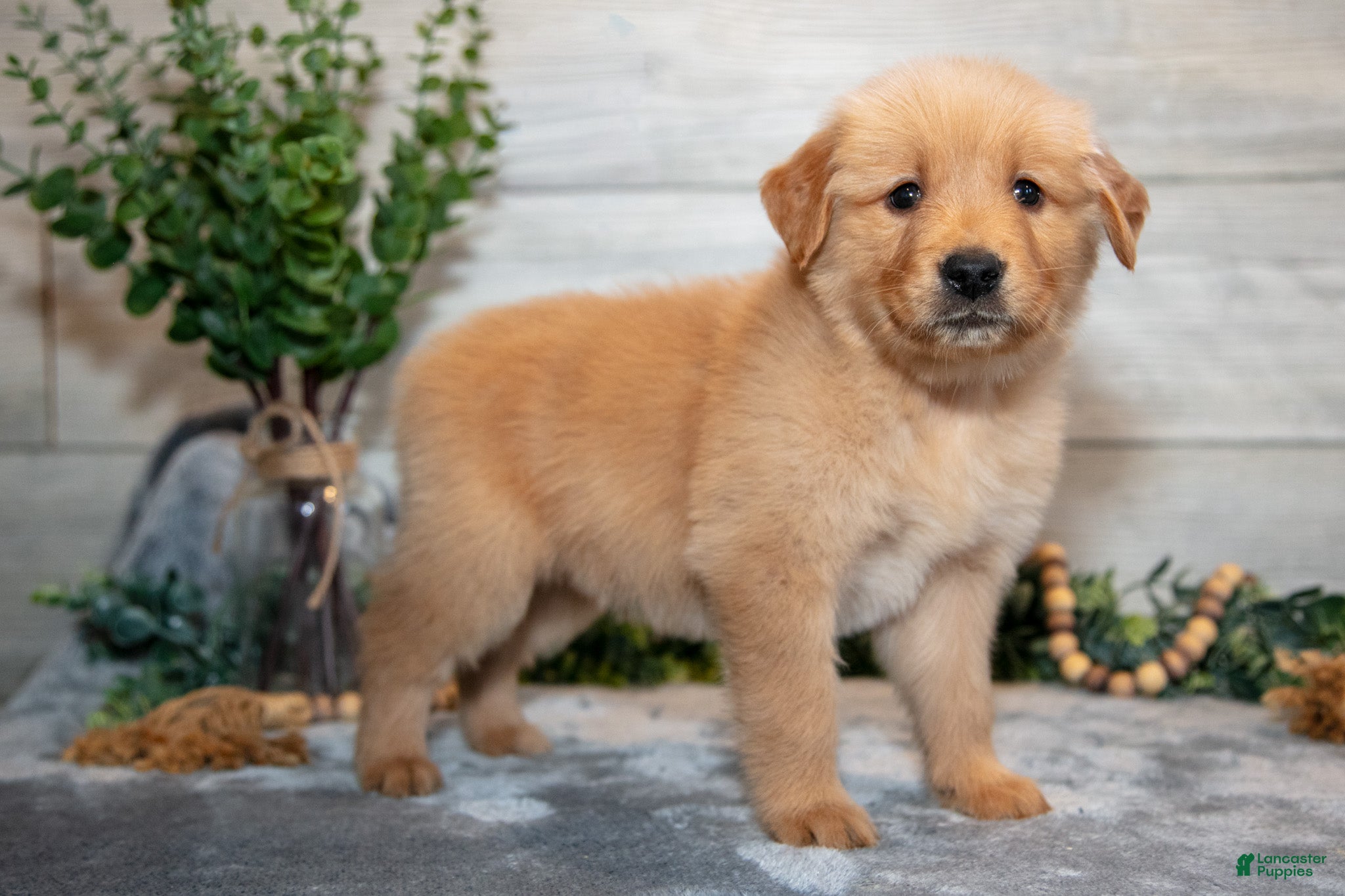 Golden Retriever dogs Ralphie - Ad 2