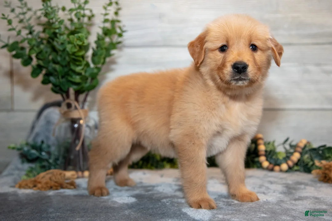 Golden Retriever dogs for sale: Ralphie - Ad 2