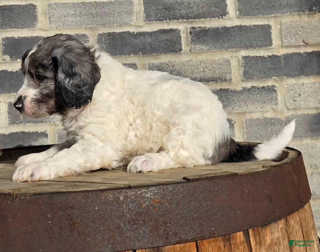 Mini Goldendoodle dogs for sale: Blaze - Ad 2