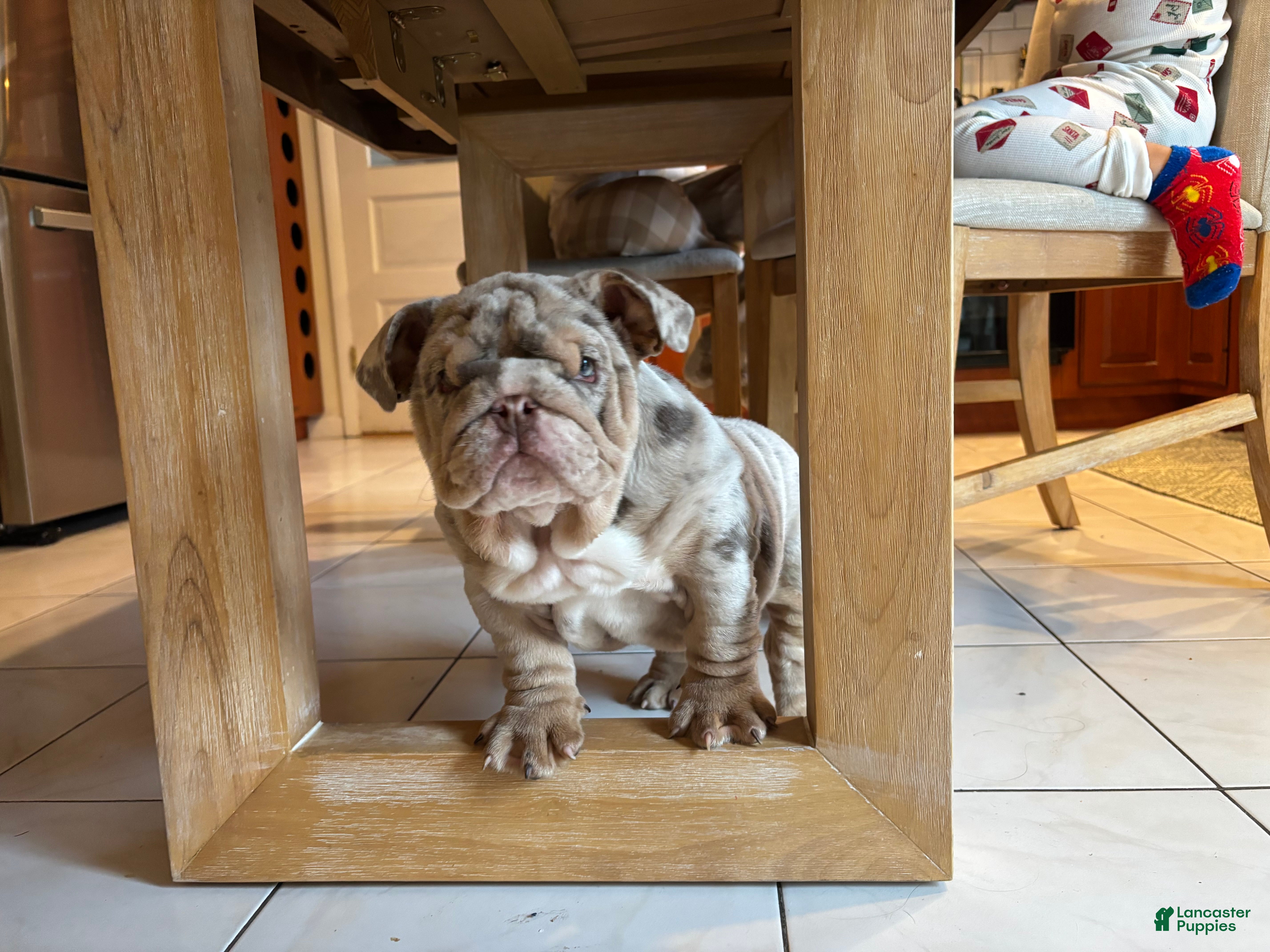 English Bulldog dogs Cookies - Ad 13