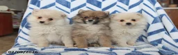 Pomeranian dogs for sale: Bear - Ad 3