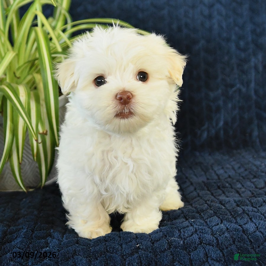 Maltese dogs Kohl - Ad 2