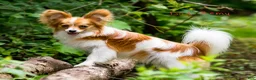 Papillon dogs for sale: Nerf - Ad 35