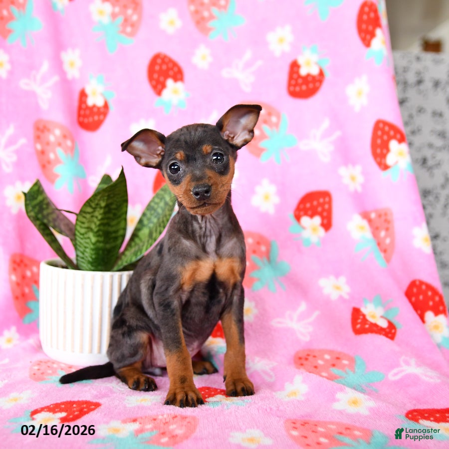 Miniature Pinscher dogs Cricket - Ad 1