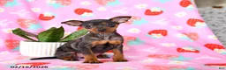 Miniature Pinscher dogs for sale: Cricket - Ad 1