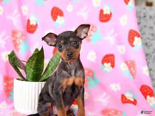 Miniature Pinscher dogs for sale: Cricket - Ad 1