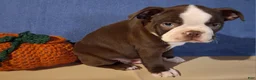 Boston Terrier dogs for sale: Ira - Ad 6