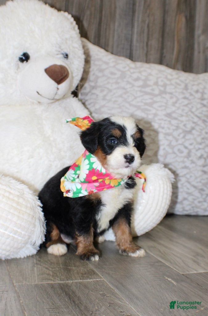 Mini Bernedoodle dogs Bonnie - Ad 2