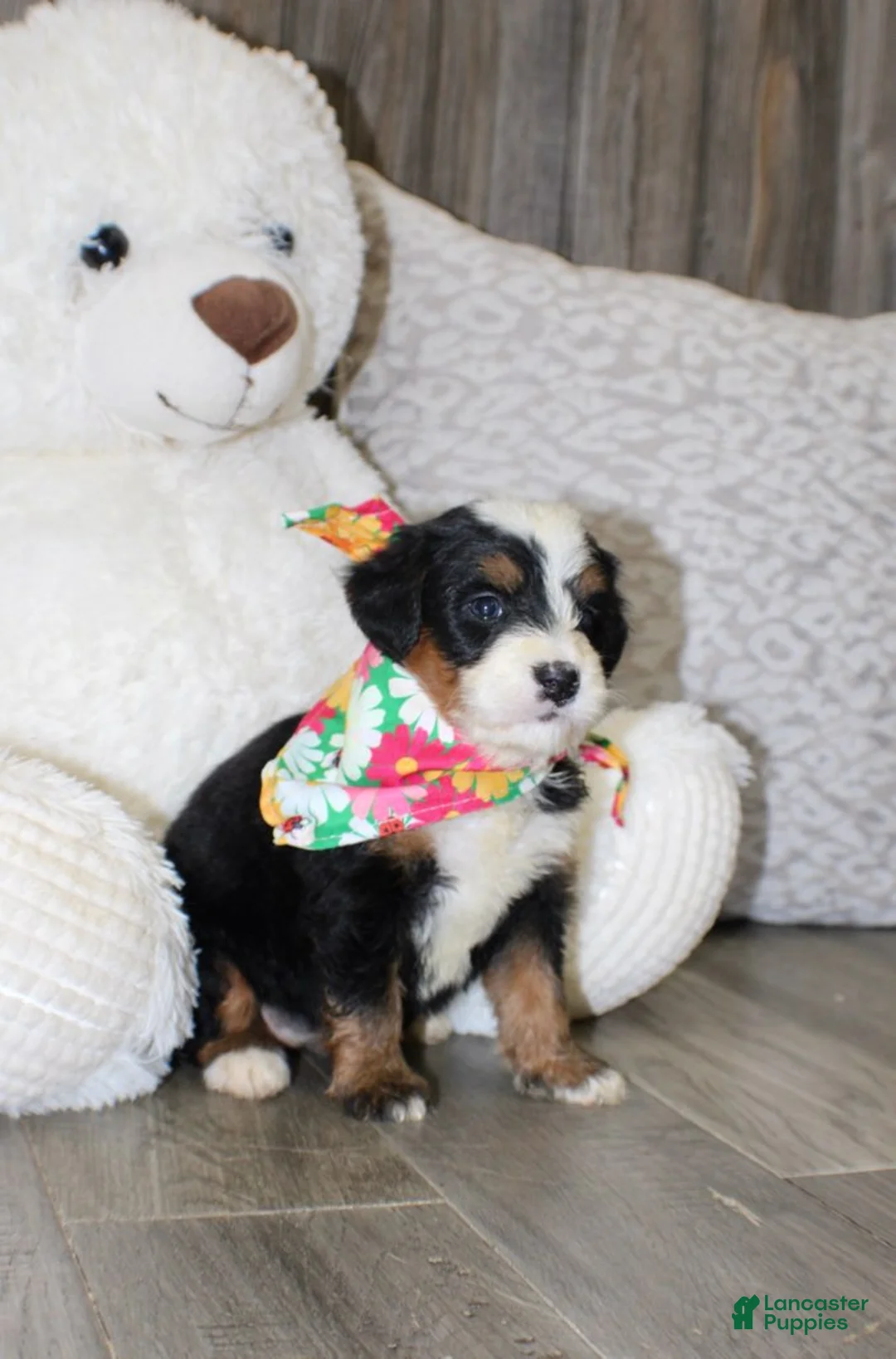 Mini Bernedoodle dogs for sale: Bonnie - Ad 2