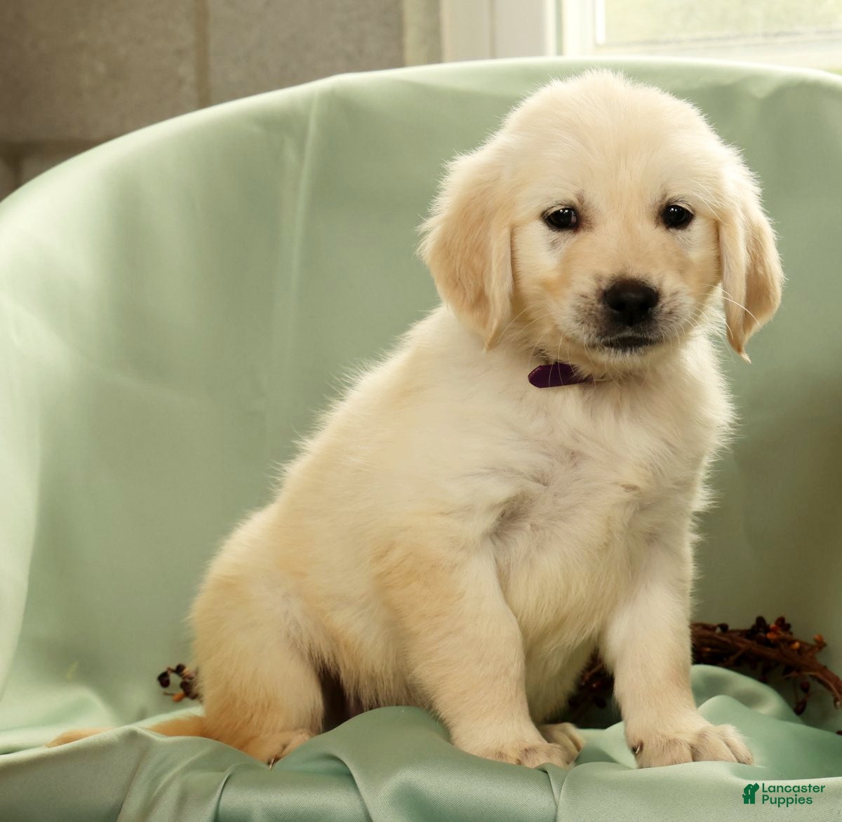 Golden Retriever dogs Grady - Ad 2