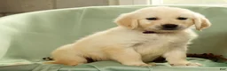 Golden Retriever dogs for sale: Grady - Ad 2