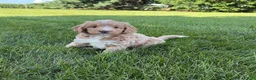 Mini Goldendoodle dogs for sale: Angel Mini Goldendoodle  - Ad 12
