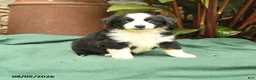Miniature Australian Shepherd dogs for sale: Racer - Ad 1
