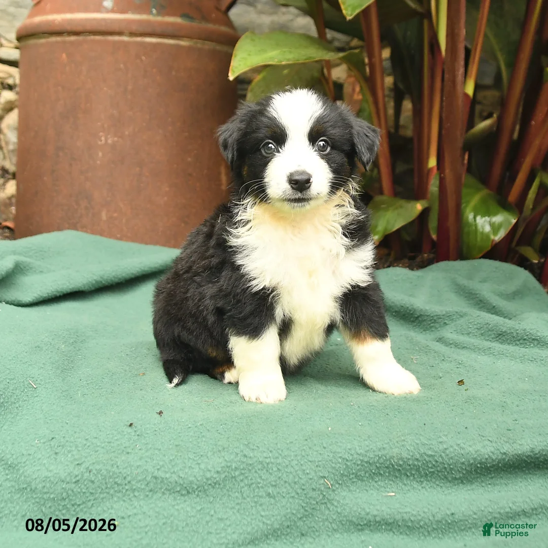 Miniature Australian Shepherd dogs for sale: Racer - Ad 1