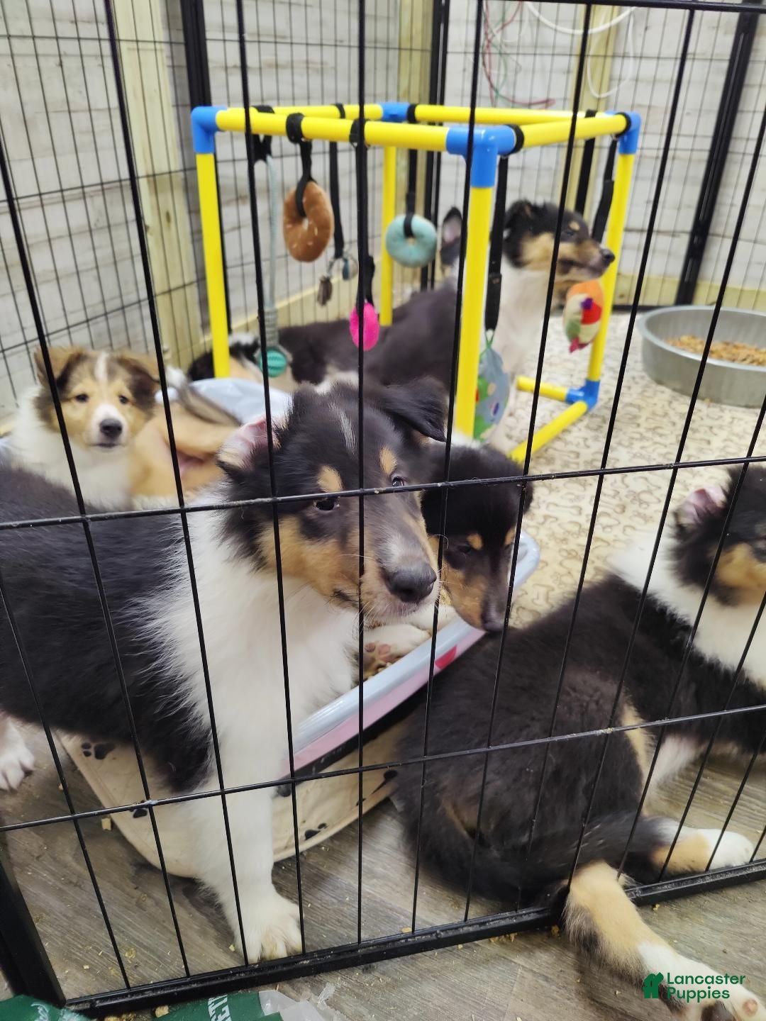 Collie dogs Collie 1 - Ad 1