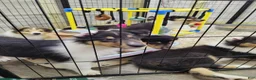 Collie dogs for sale: Collie 1 - Ad 1