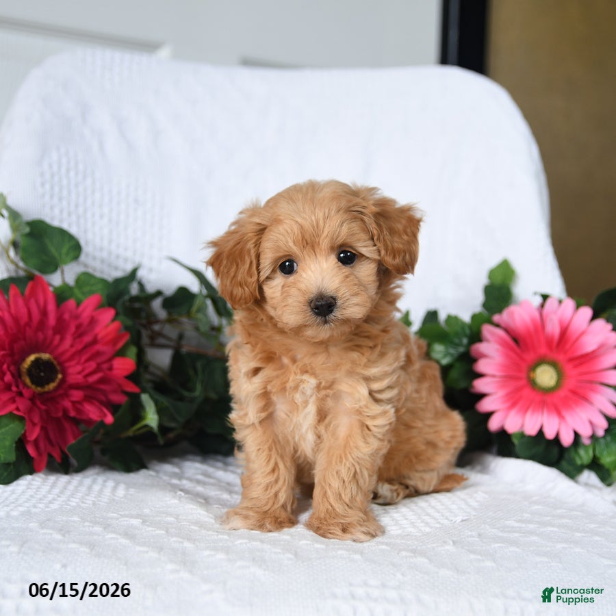 Maltipoo dogs Kylie - Ad 2