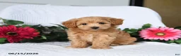 Maltipoo dogs for sale: Kylie - Ad 2