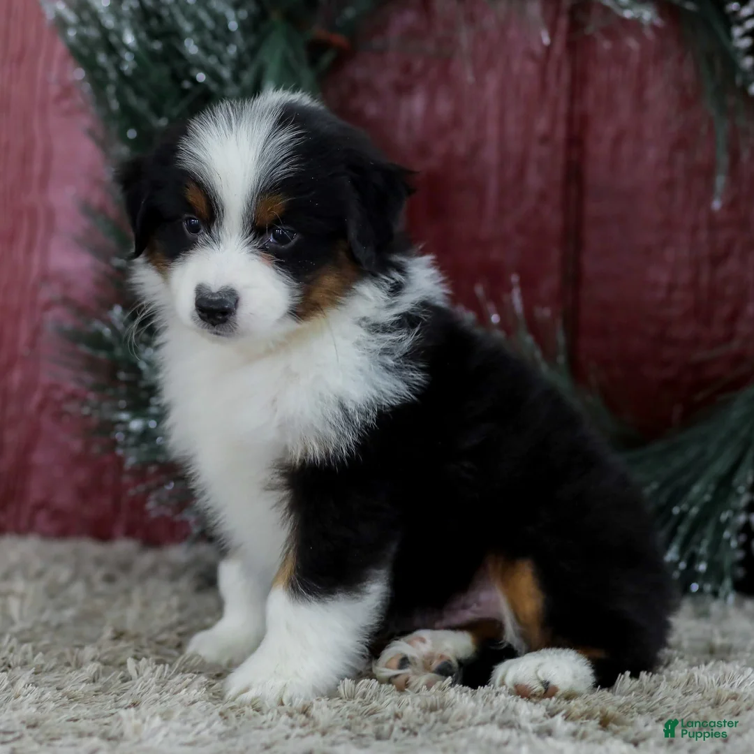 Miniature Australian Shepherd dogs for sale: Cody - Ad 1