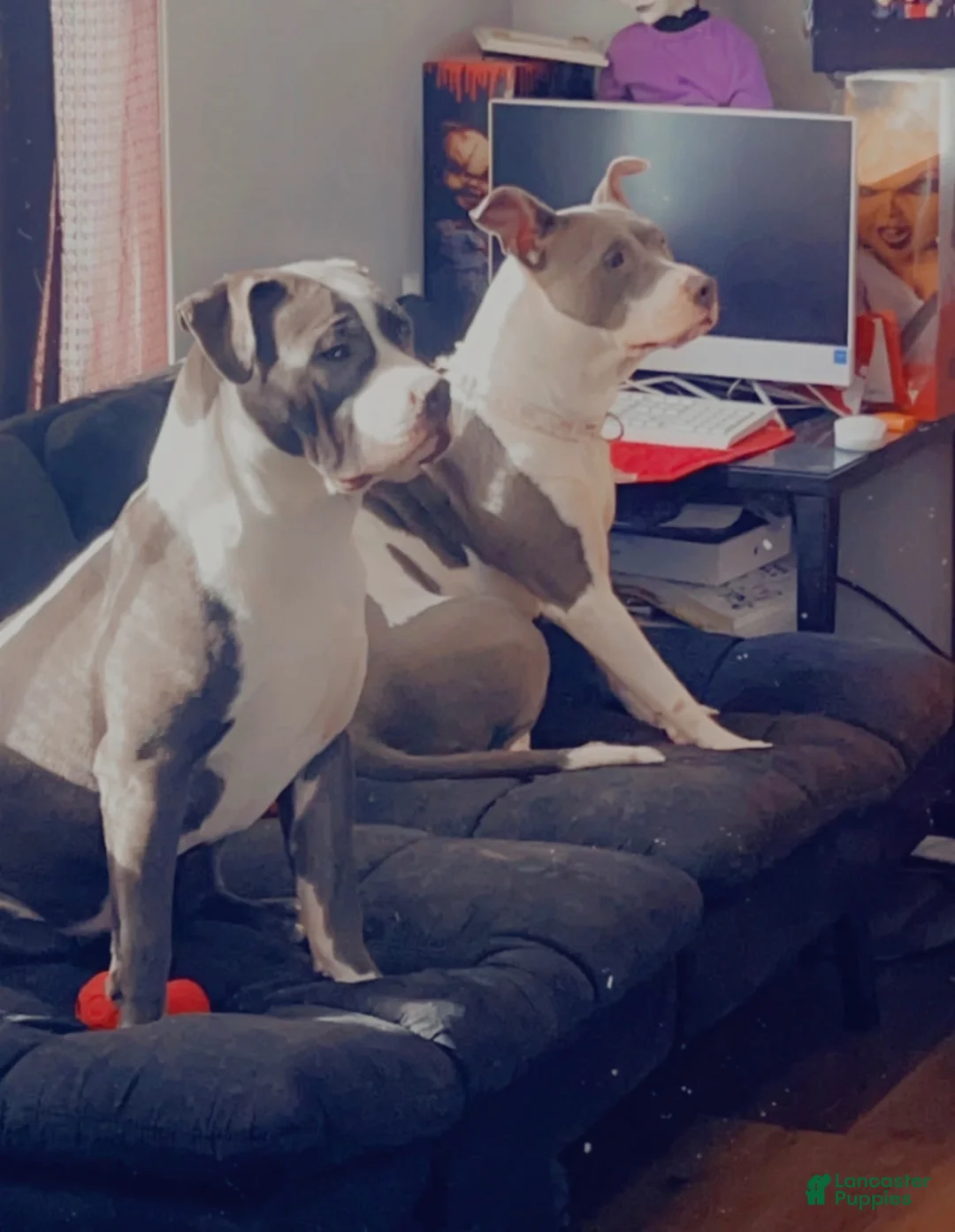 American Pit Bull Terrier dogs for sale: American Pit Bull Terrier 4 - Ad 3