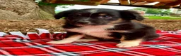 Miniature Australian Shepherd dogs for sale: Addy - Ad 4