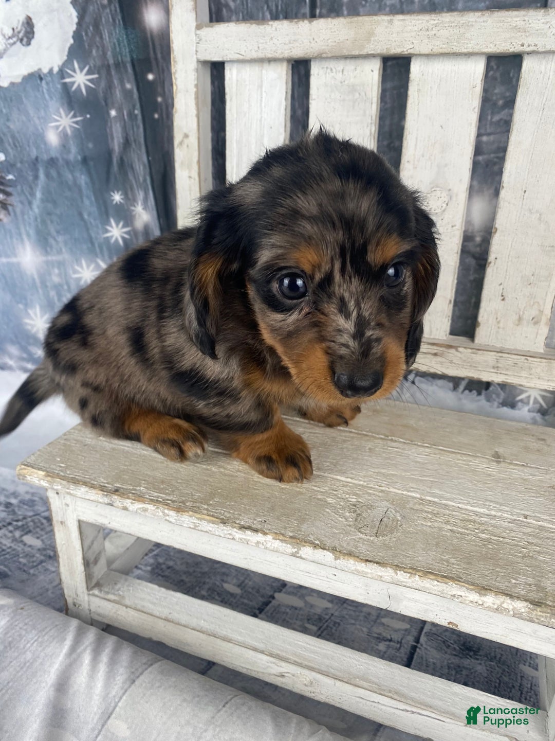 Miniature Dachshund dogs for sale: Donna - Ad 3